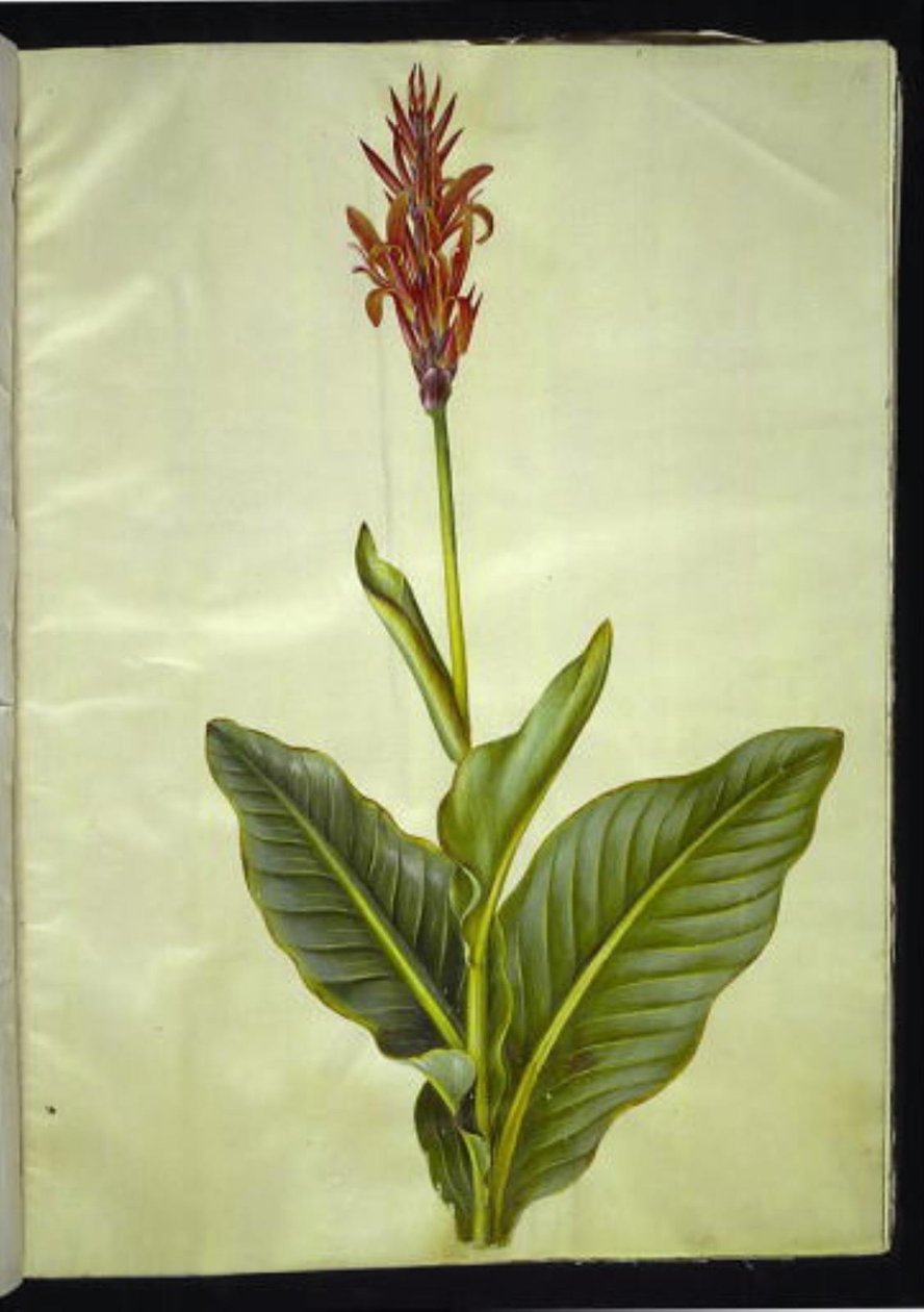 Canna indica (yenilebilir sürahi) by Hans Simon Holtzbecker