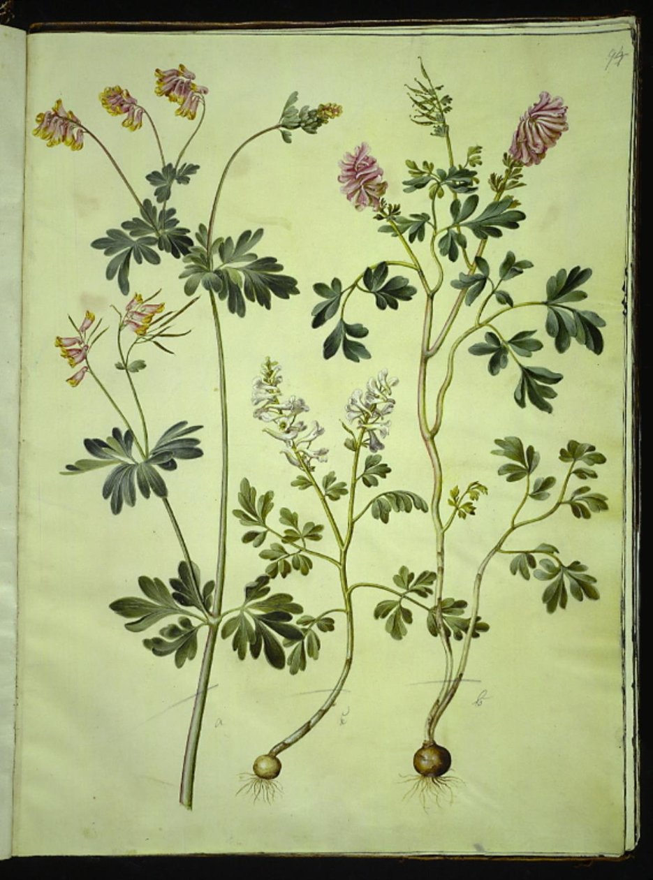Capnoides sempervirens (alacalı bitki); Corydalis solida (uzun saplı karaçam sporları) by Hans Simon Holtzbecker