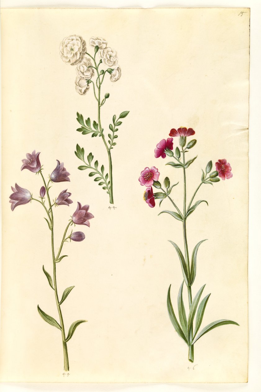 Cardamine pratensis (nergis); Campanula rotundifolia (?) (Küçük çan); Silene vulgaris (?) (Mesane raporu) by Hans Simon Holtzbecker