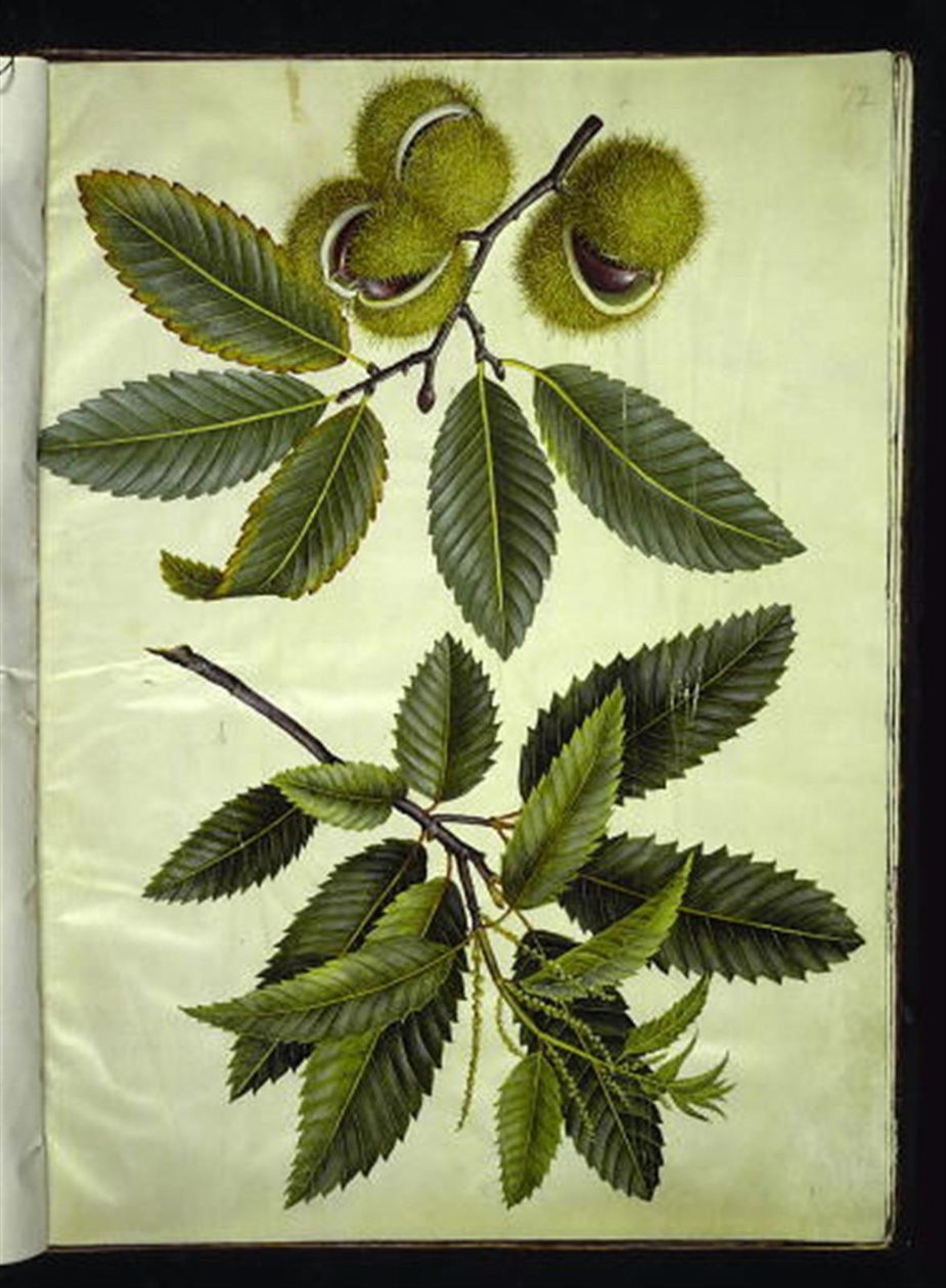Castanea sativa (gerçek kestane) by Hans Simon Holtzbecker