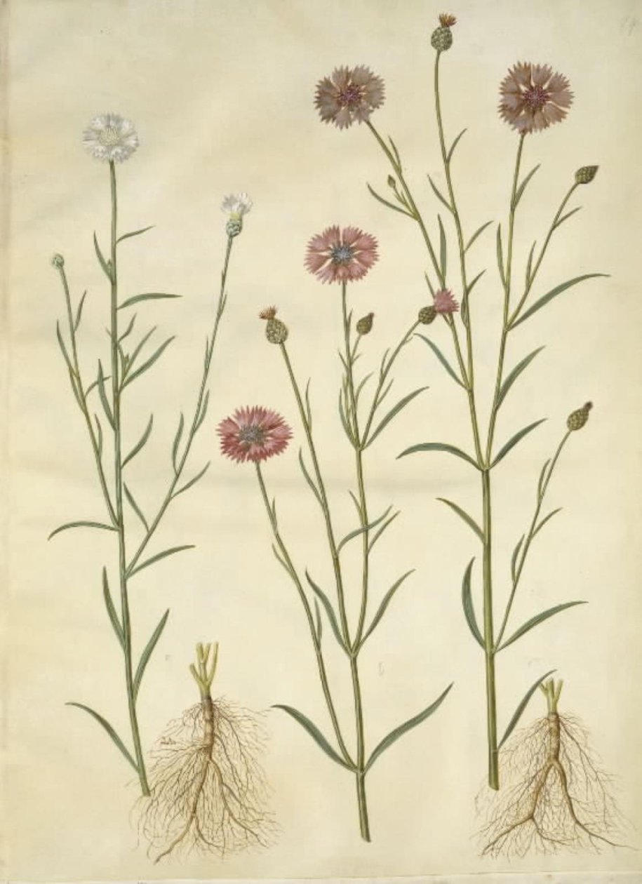 Centaurea cyanus (peygamber çiçeği) by Hans Simon Holtzbecker