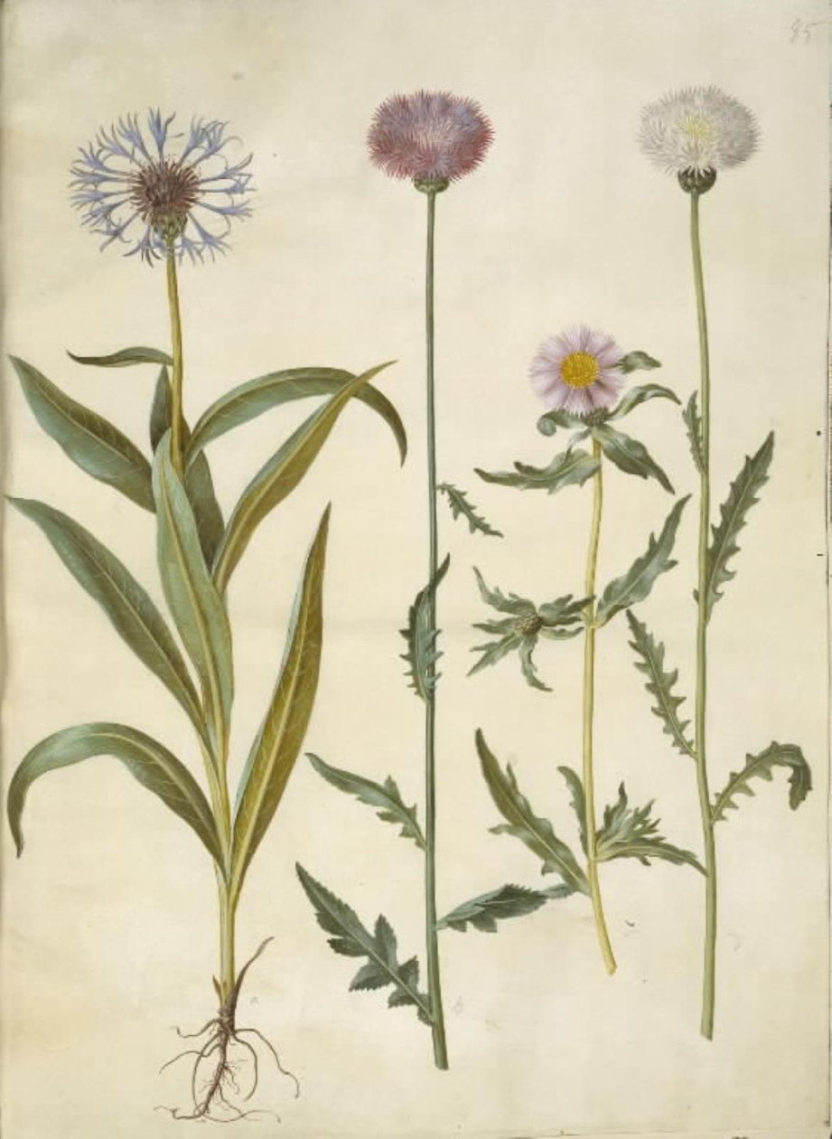 Centaurea montana (dağ tomurcuğu); Amberboa moschata (koku sultanı) by Hans Simon Holtzbecker