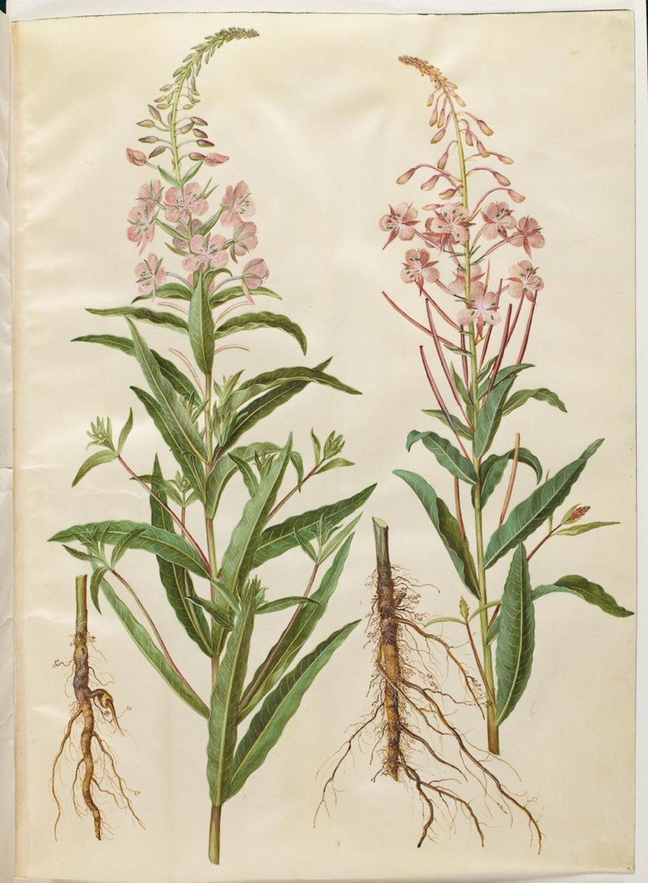 Chamerion angustifolium (dar yapraklı keçi derisi) by Hans Simon Holtzbecker