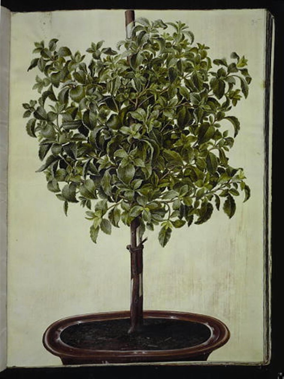 Cistus creticus (kreta-soløjetræ) by Hans Simon Holtzbecker