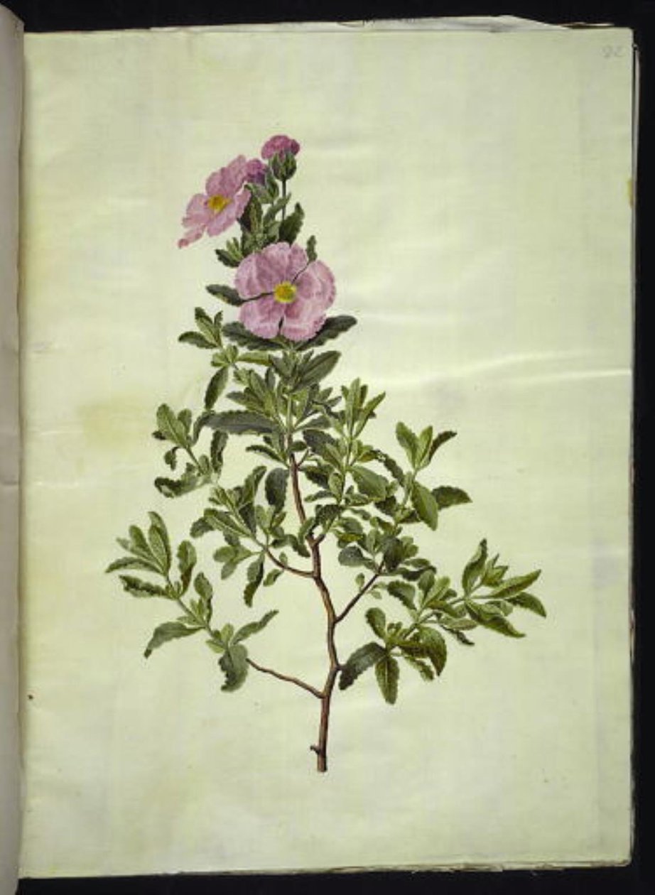 Cistus creticus (kreta-soløjetræ) by Hans Simon Holtzbecker