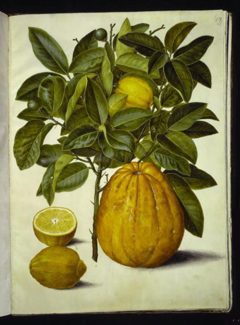 Narenciye limonu (ortak limon); Narenciye maxima (pompelmus) by Hans Simon Holtzbecker