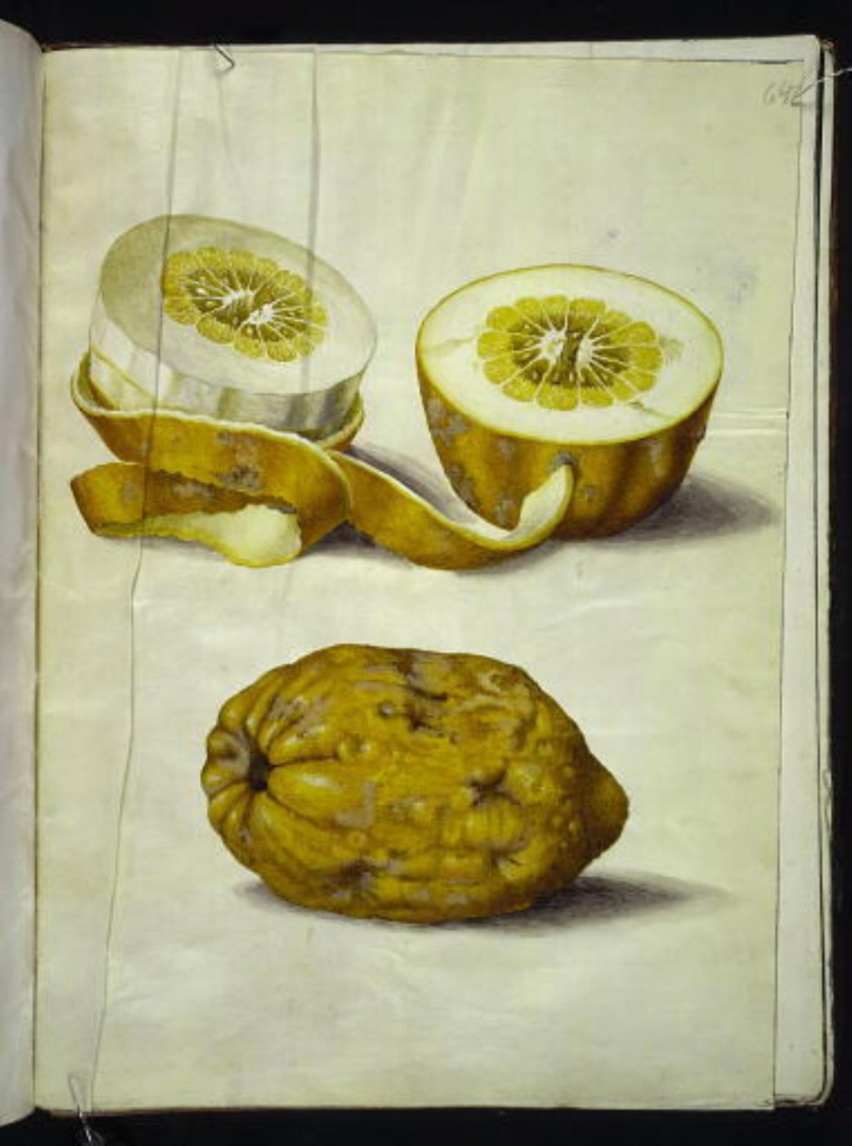 Narenciye yonca (sedir) by Hans Simon Holtzbecker