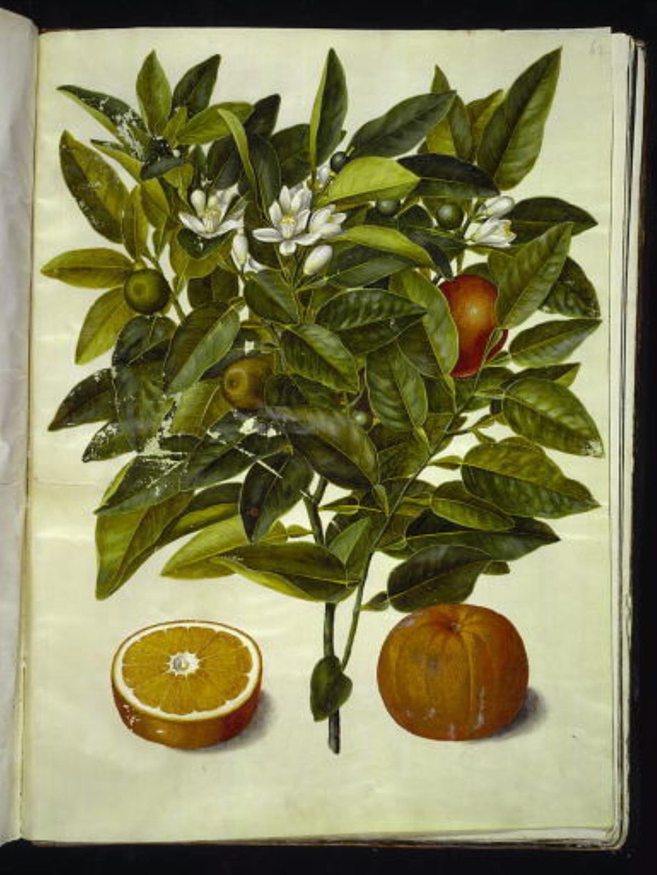 Narenciye sinensis (turuncu) by Hans Simon Holtzbecker