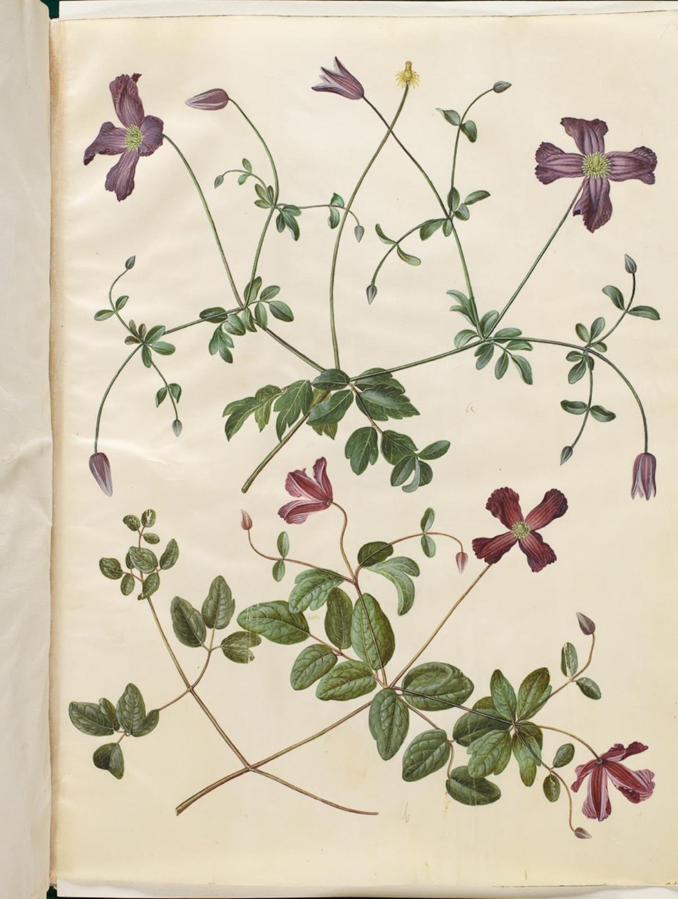 Clematis viticella (İtalyan kızartma tavası) by Hans Simon Holtzbecker