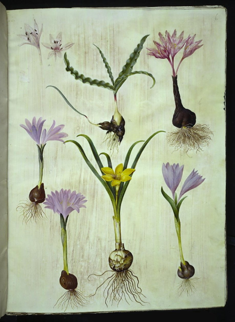 Colchicum variegatum (benekli zamansız); Bulbocodium vernum (ilkbahar çiçeği); Sternbergia lutea (ortak sternbergia) by Hans Simon Holtzbecker