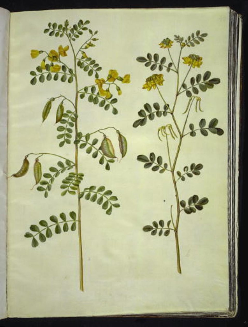 Colutea arborescens (yaygın mesane kapsülleri); Hippocrepis emerus (çalı-at nalı) by Hans Simon Holtzbecker
