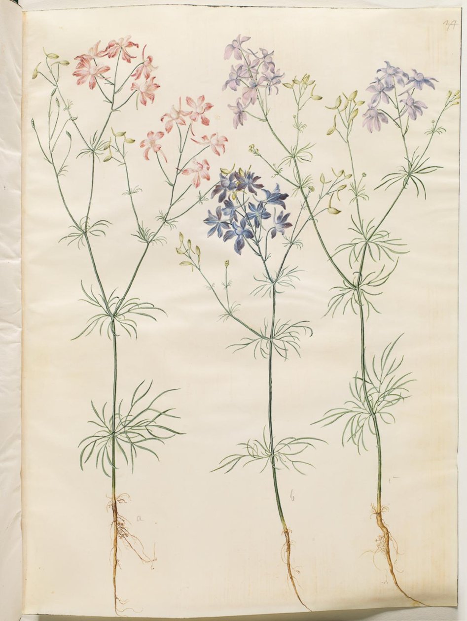 Consolida regalis (korn-ridderspore) by Hans Simon Holtzbecker