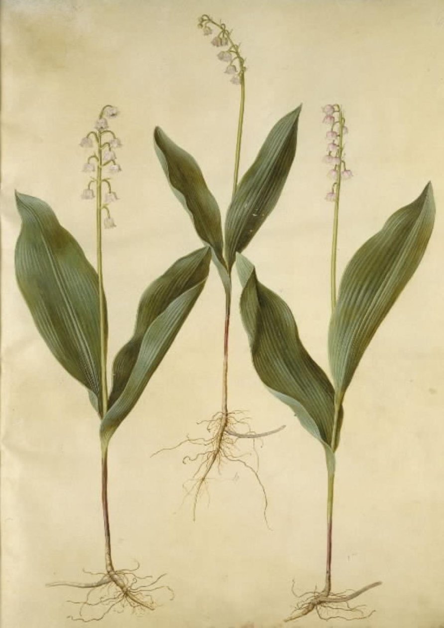 Convallaria majalis (vadideki zambak); Convallaria majalis (vadideki zambak çeşitleri) by Hans Simon Holtzbecker