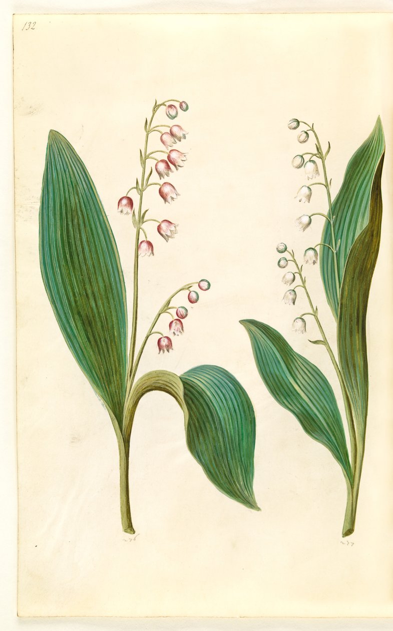 Convallaria majalis rosea (vadideki kırmızı zambak); Convallaria majalis (vadideki zambak) by Hans Simon Holtzbecker