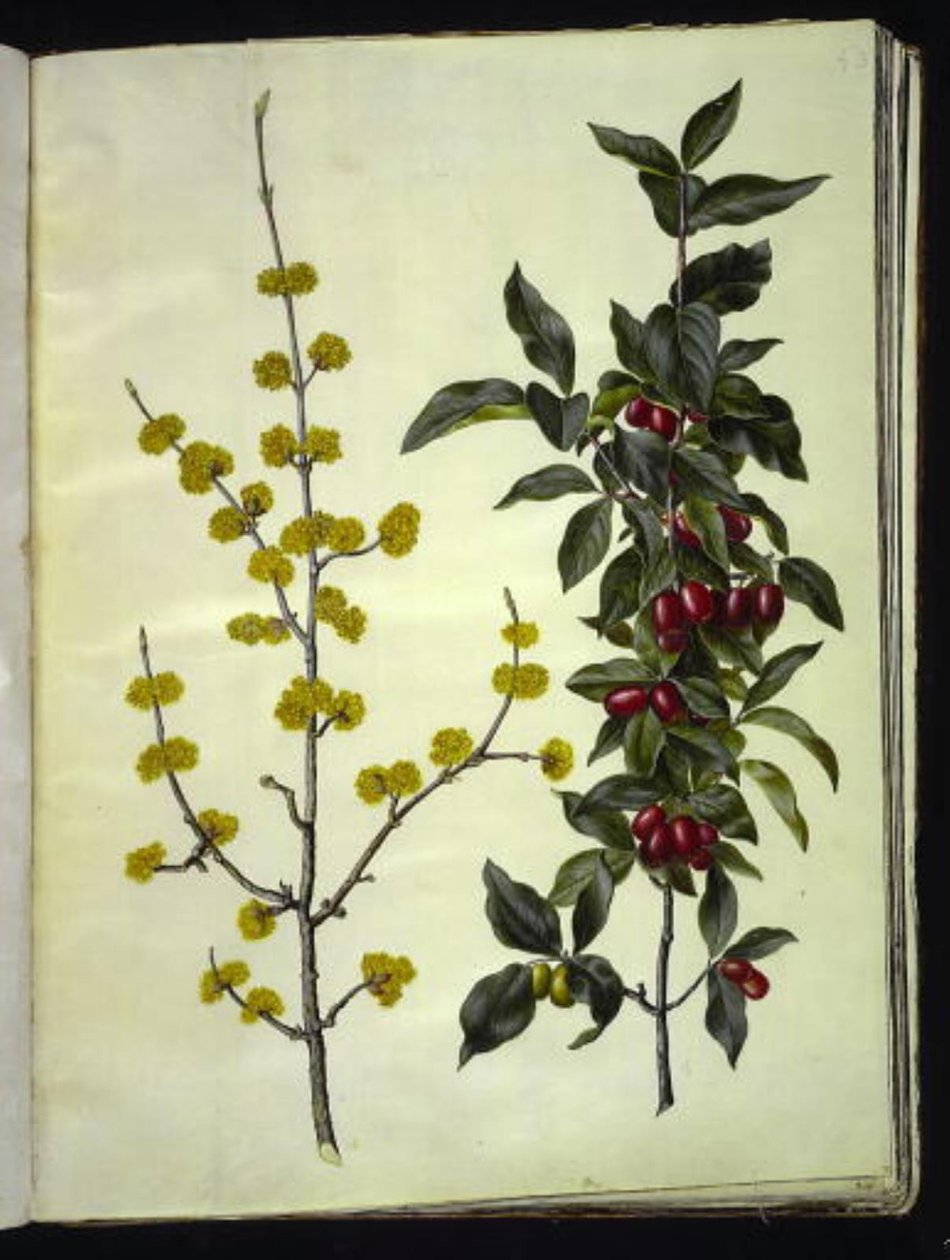 Cornus mas (kiraz-kızılcık) by Hans Simon Holtzbecker