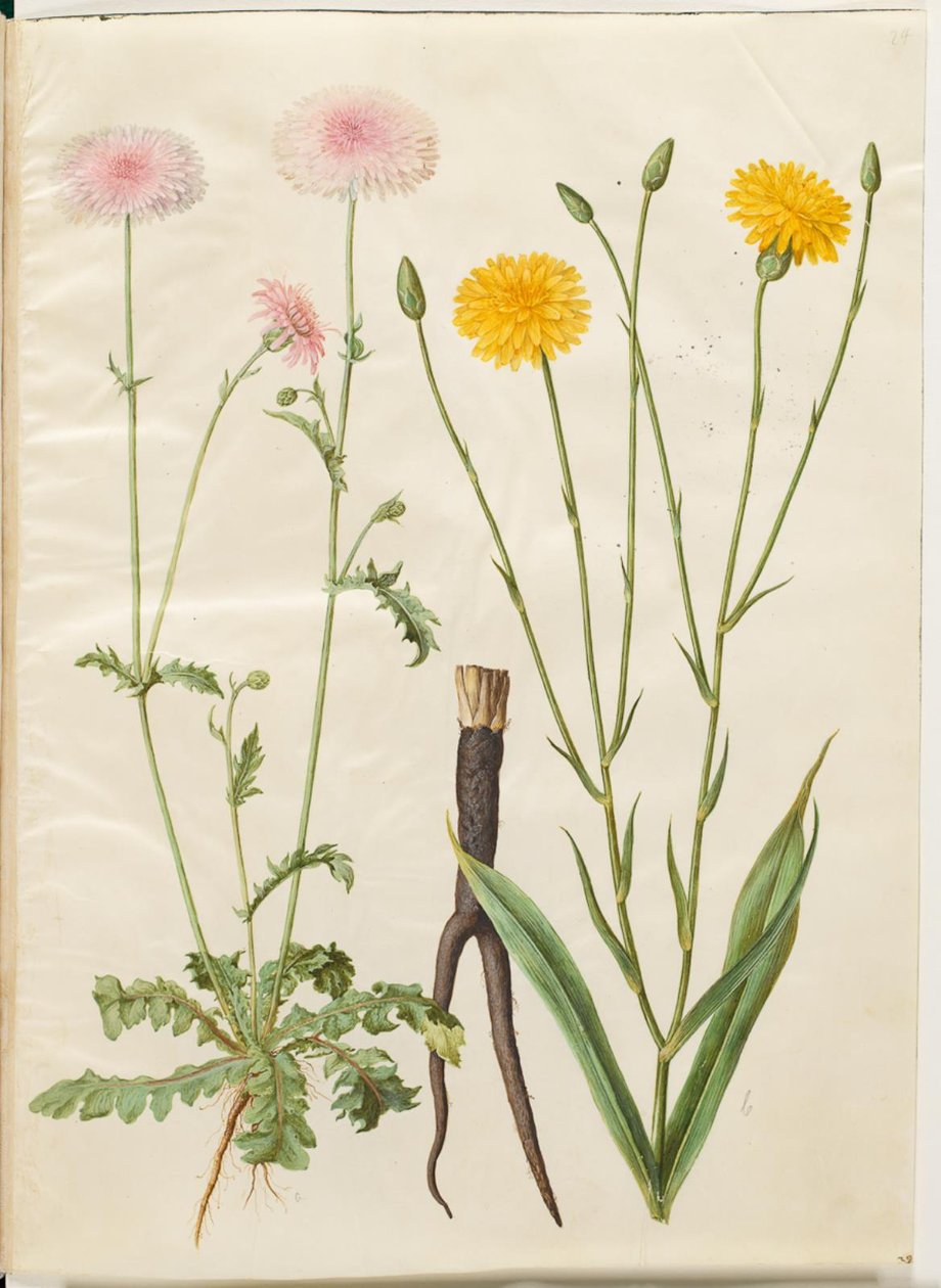 Crepis rubra (kızıl şahin sakalı); Scorzonera hispanica (bahçe scorzonera) by Hans Simon Holtzbecker