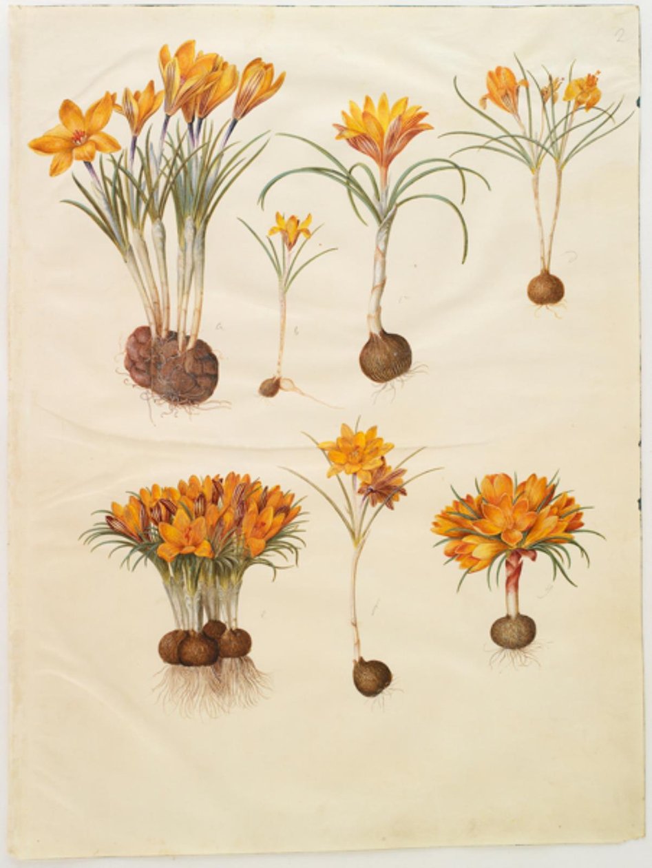 Çiğdem angustifolius (balkan-çiğdem) by Hans Simon Holtzbecker