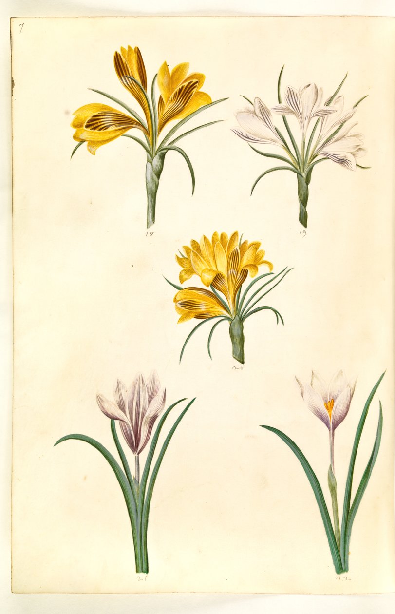 Çiğdem angustifolius (Balkan çiğdem); Çiğdem versicolor (alp çiğdem); Çiğdem vernus (?) (Bahar çiğdem) by Hans Simon Holtzbecker