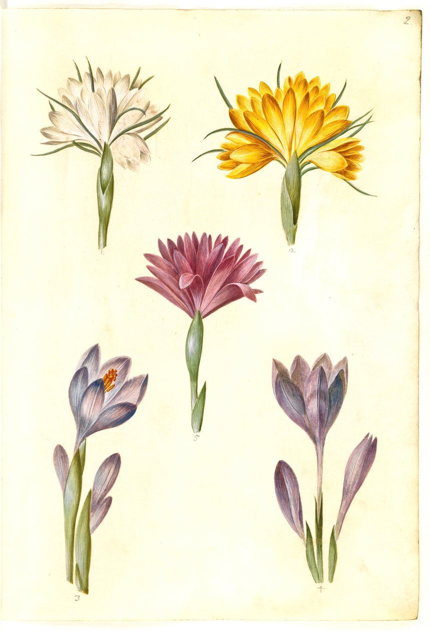 Çiğdem vernus (bahar çiğdem); Çiğdem angustifolius (Balkan çiğdem); Bulbocodium vernum (?) (İlkbahar çiçeği) by Hans Simon Holtzbecker