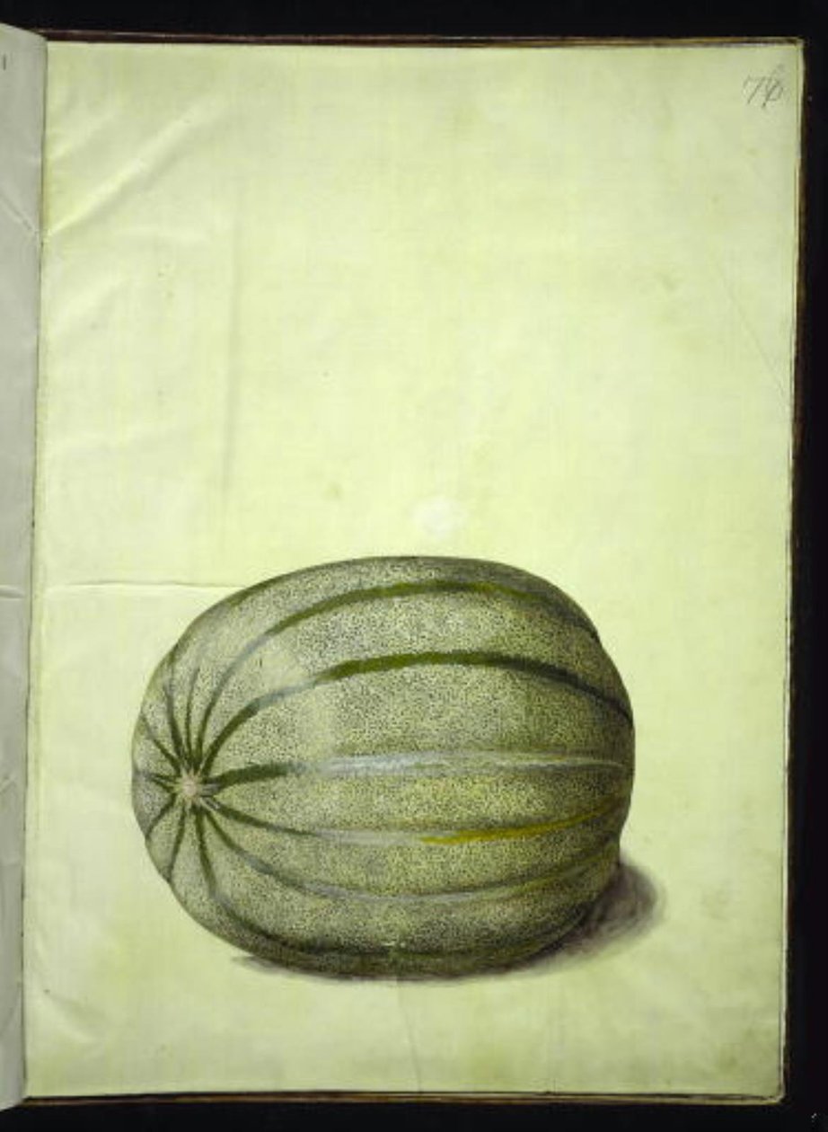 Cucumis melo (kavun) by Hans Simon Holtzbecker