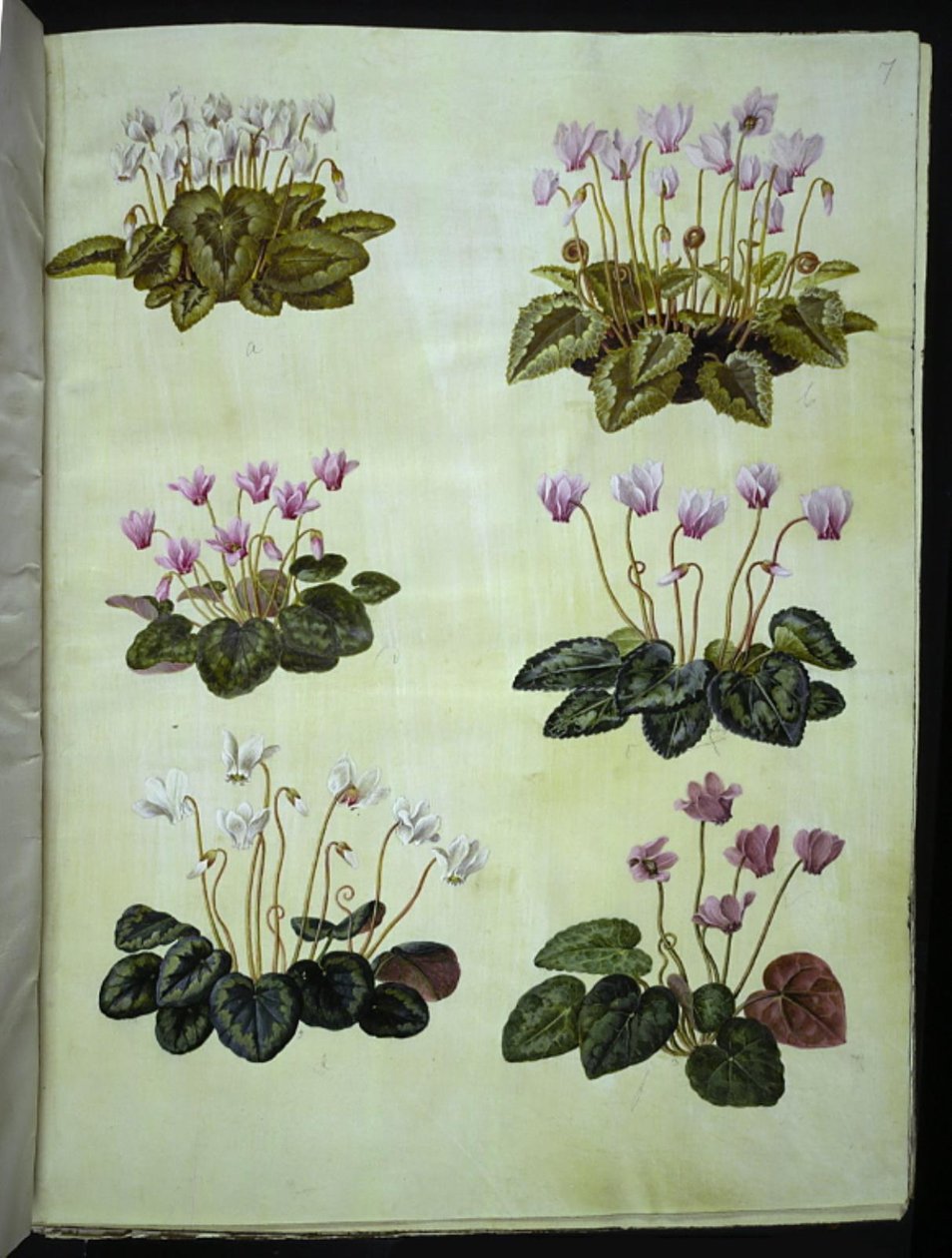 Siklamen hederifolium (sarmaşık yapraklı alpin menekşe); Siklamen purpurascens (gerçek alp menekşesi) by Hans Simon Holtzbecker