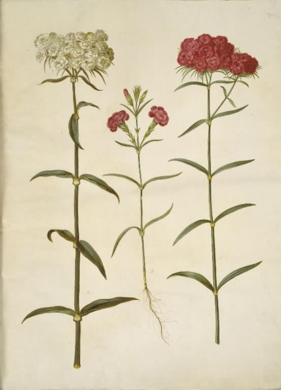 Dianthus barbatus (öğrenci-karanfil); Dianthus (karanfil türü) by Hans Simon Holtzbecker