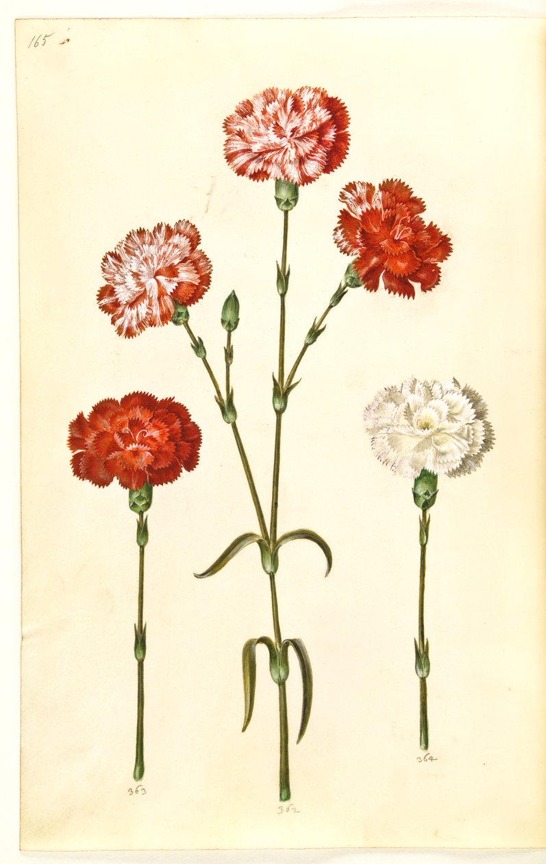 Dianthus caryophyllus (bahçe karanfil) by Hans Simon Holtzbecker