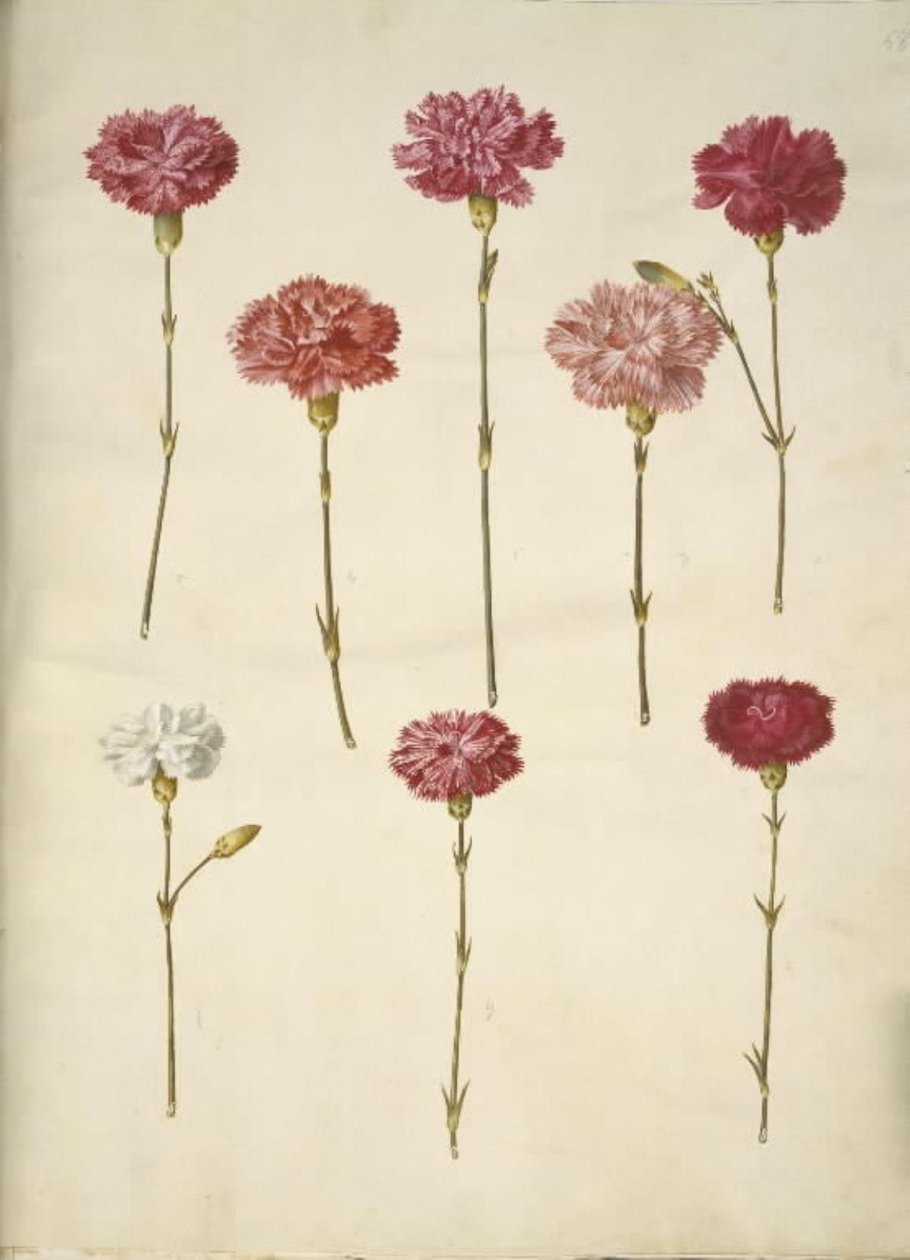 Dianthus caryophyllus (bahçe karanfil) by Hans Simon Holtzbecker