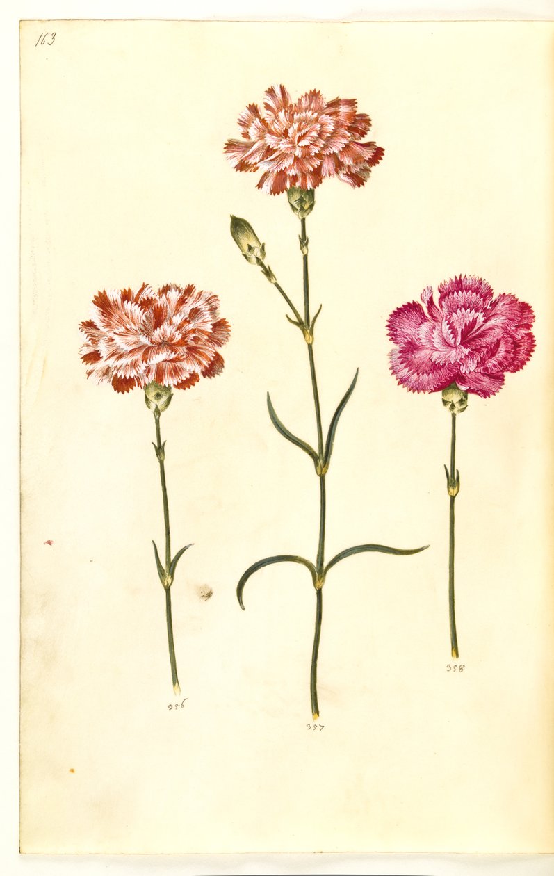 Dianthus caryophyllus (bahçe karanfil) by Hans Simon Holtzbecker
