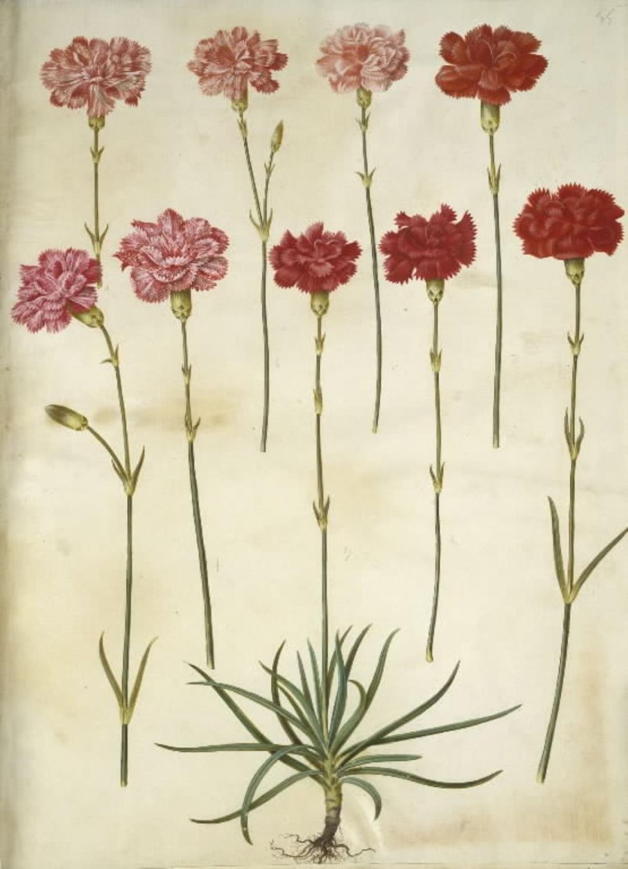 Dianthus caryophyllus (bahçe karanfil) by Hans Simon Holtzbecker