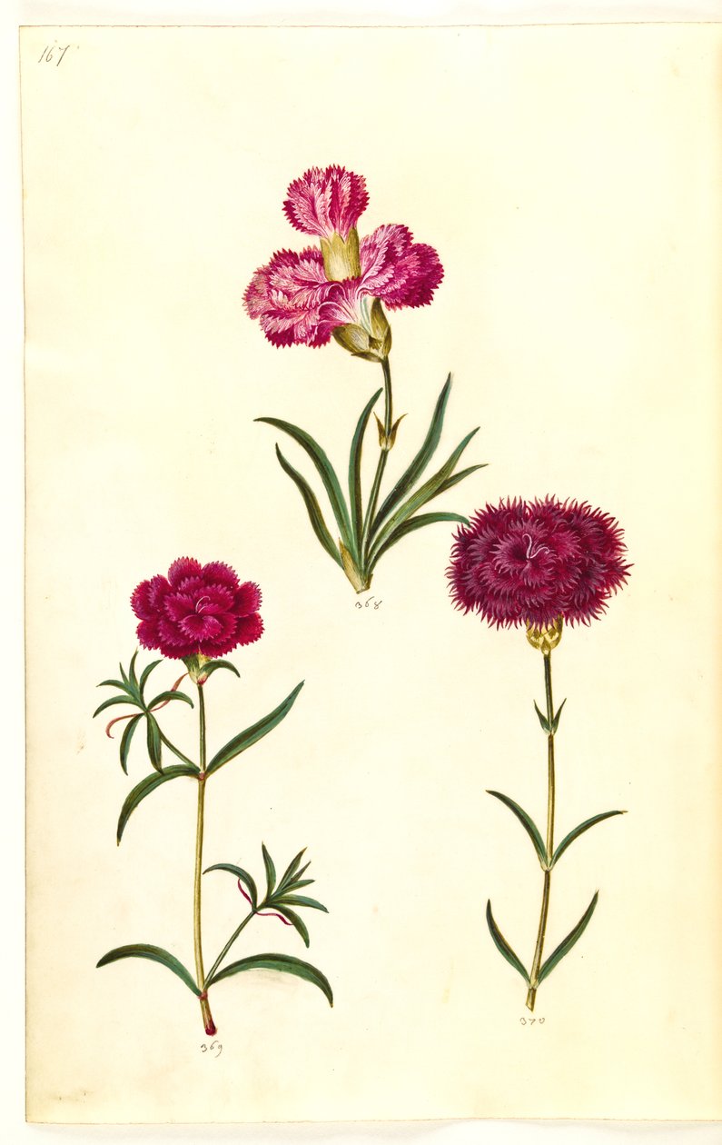 Dianthus caryophyllus (bahçe karanfil) by Hans Simon Holtzbecker