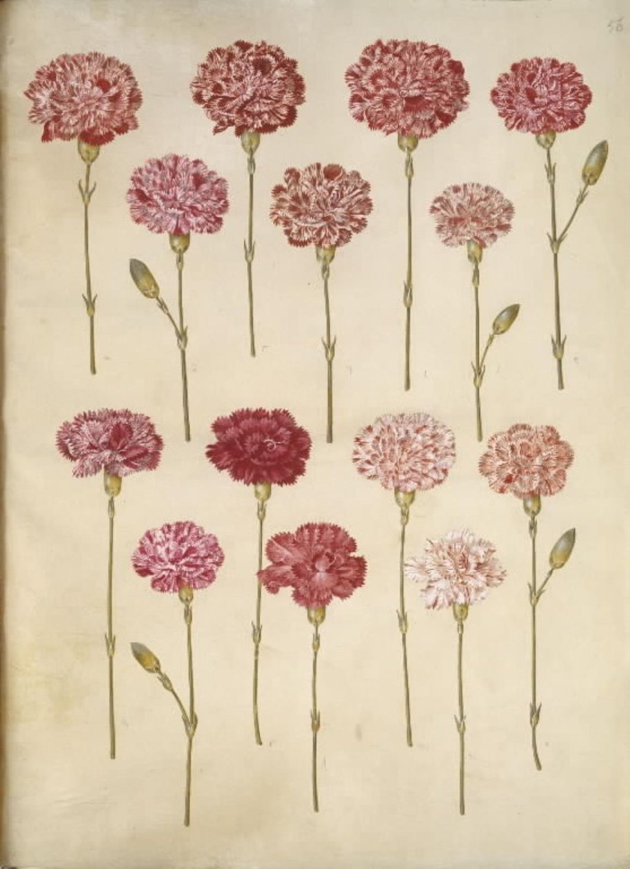 Dianthus caryophyllus (bahçe karanfil) by Hans Simon Holtzbecker