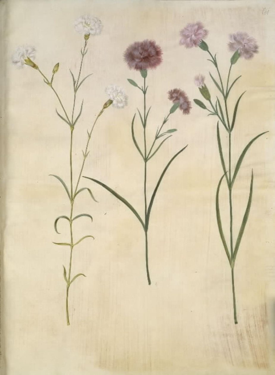 Dianthus plumarius (tüy karanfil) by Hans Simon Holtzbecker