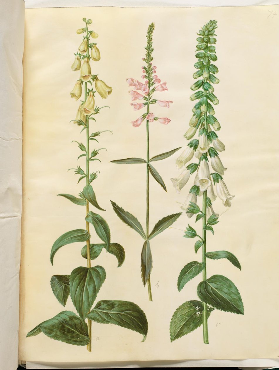 Digitalis grandiflora (büyük çiçekli yüksük); Physostegia virginiana (şalgam çiçeği); Digitalis purpurea (ortak yüksük) by Hans Simon Holtzbecker