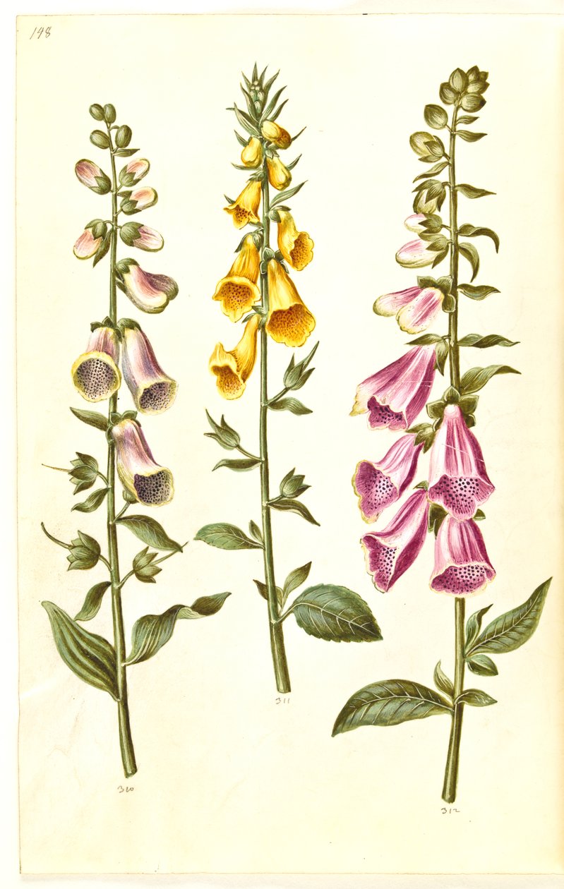Digitalis purpurea (ortak yüksük); Digitalis grandiflora (büyük çiçekli yüksük) by Hans Simon Holtzbecker