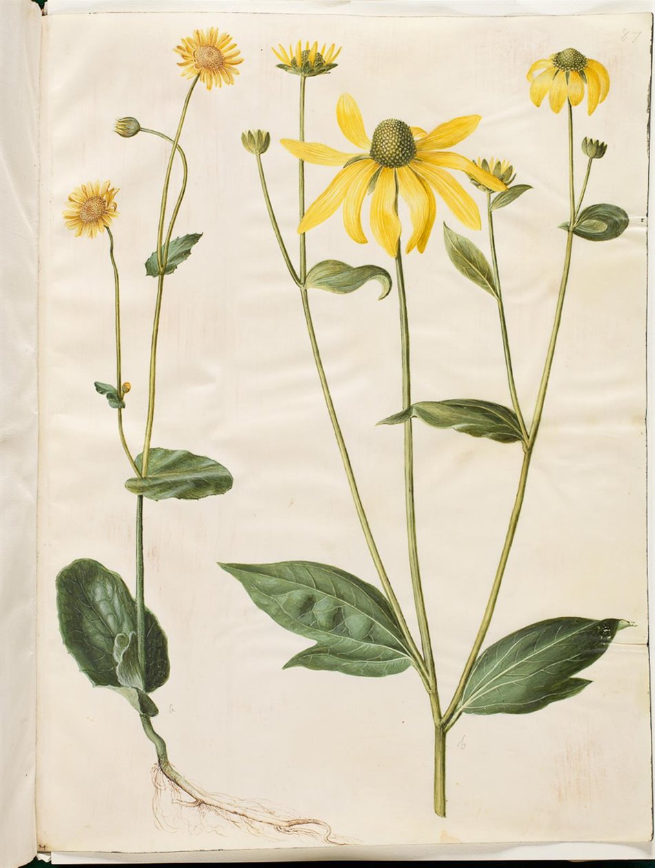 Doronicum pardalianches (kalp yaprağı gemserod); Rudbeckia laciniata (uçan güneş şapkası) by Hans Simon Holtzbecker