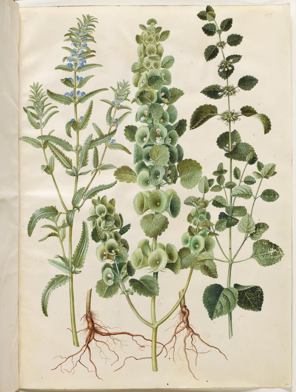 Dracocephalum moldavica (Moldavya ejderinin başı); Moluccella spinosa (dikenli huni kabı); Melissa officinalis (limon balsamı) by Hans Simon Holtzbecker