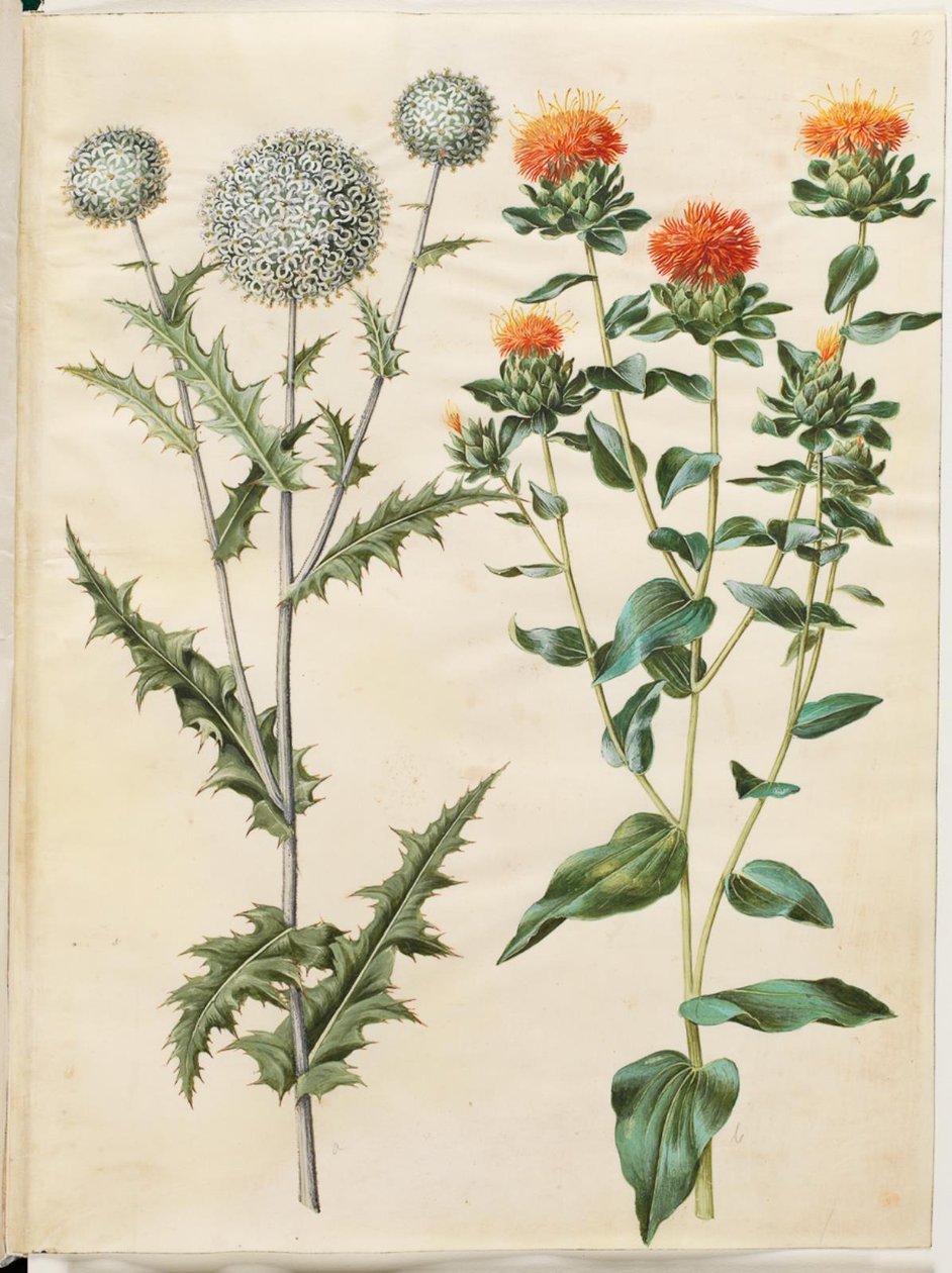 Echinops sphaerocephalus (almindelig tidselkugle); Hibridizasyon (gul saflortidsel) by Hans Simon Holtzbecker