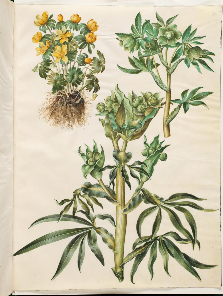 Hyemalis (sahip-antis) Helleborus viridis (grøn nyserod); Helleborus foetidus (kokuşmuş nyserod) by Hans Simon Holtzbecker