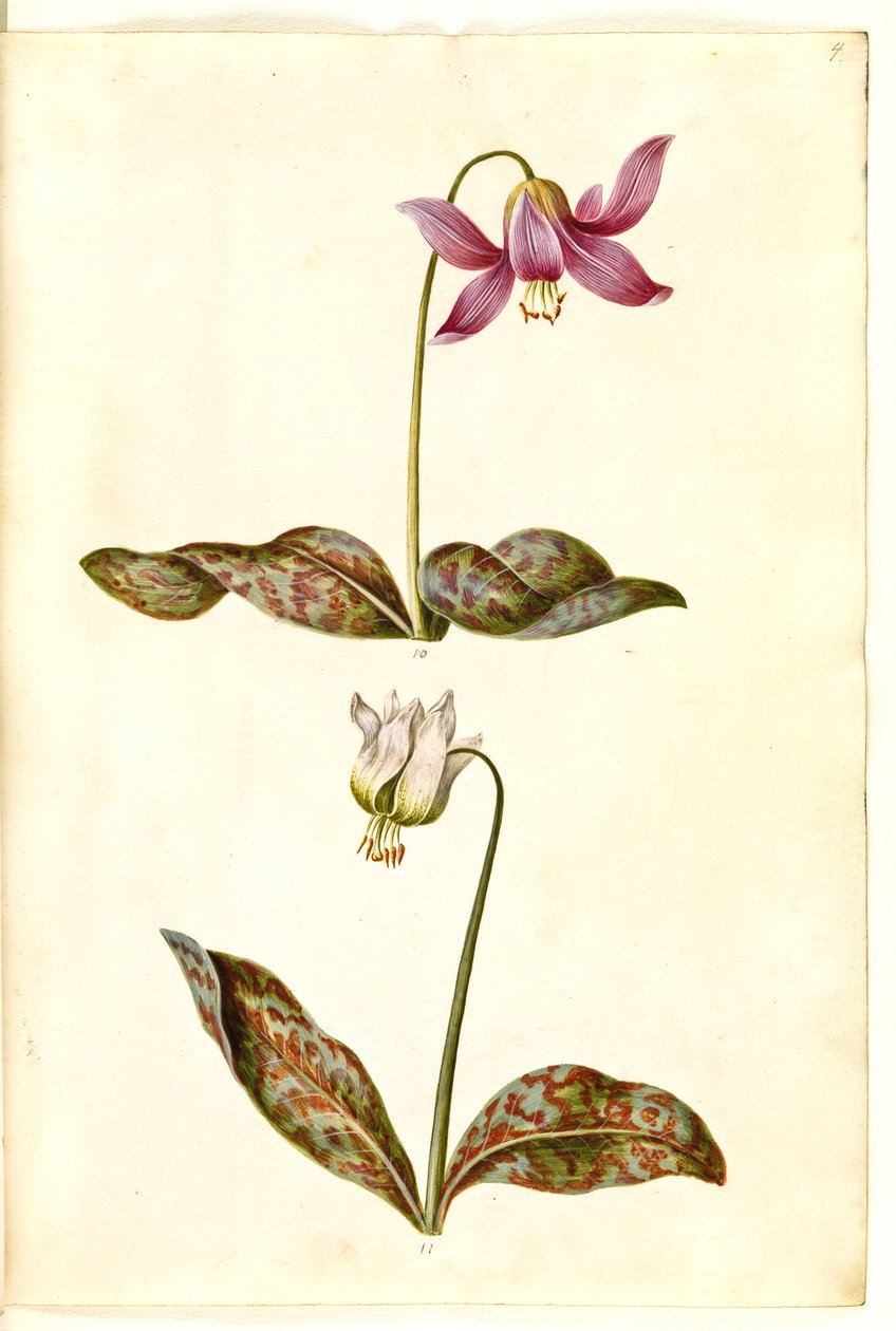 Erythronium dens-canis (gerçek köpek dişi) by Hans Simon Holtzbecker