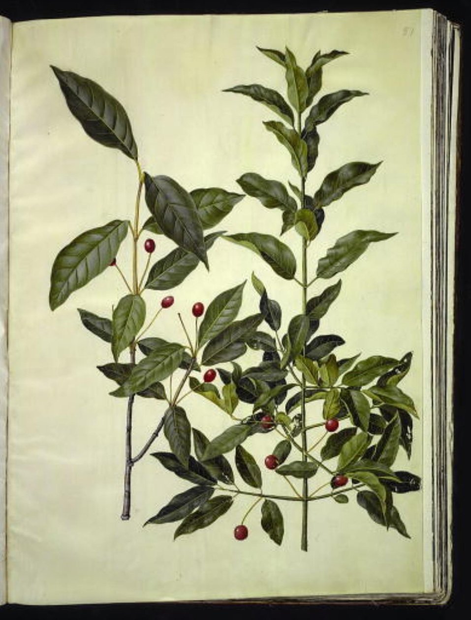Euonymus latifolius (geniş yapraklı kemik ağacı); Euonymus europaeus (ortak kemik ağacı) by Hans Simon Holtzbecker