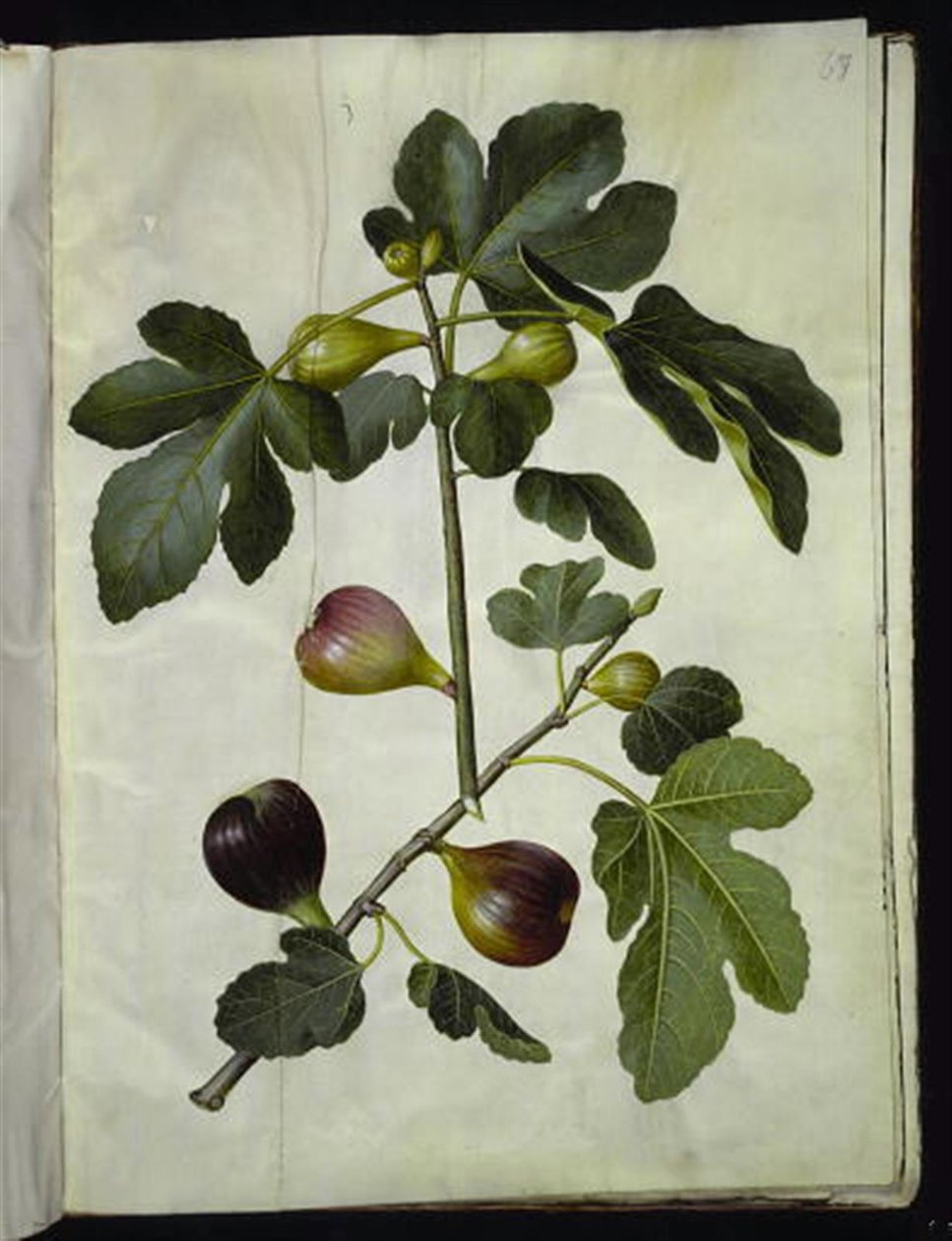 Ficus carica (ortak incir) by Hans Simon Holtzbecker