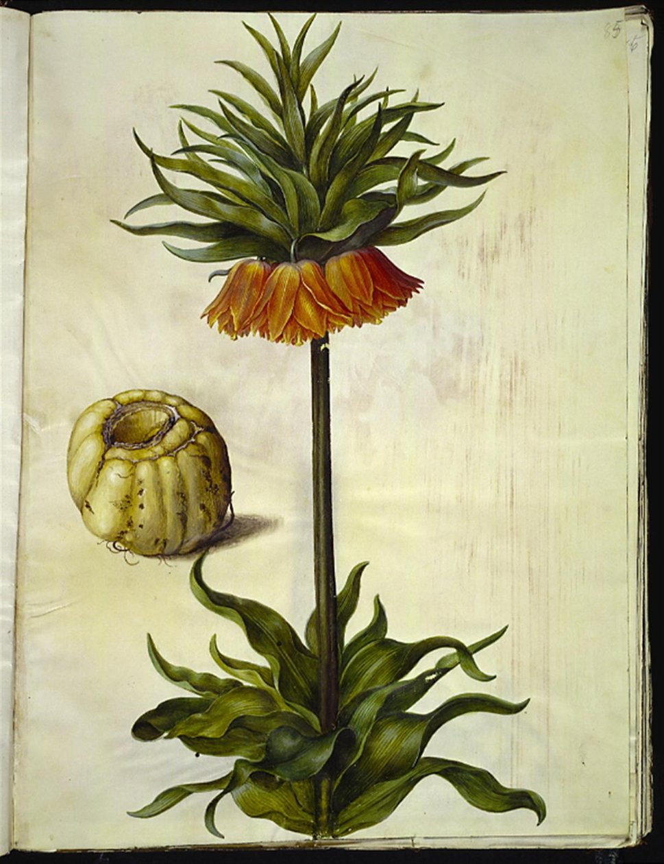 Fritillaria Imperialis (imparatorluk tacı) by Hans Simon Holtzbecker