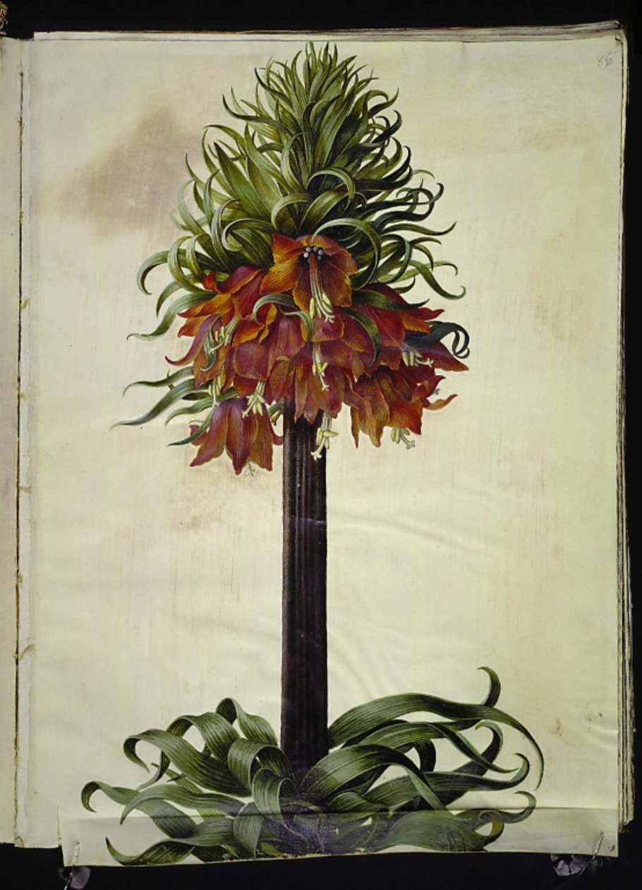 Fritillaria Imperialis (imparatorluk tacı) by Hans Simon Holtzbecker