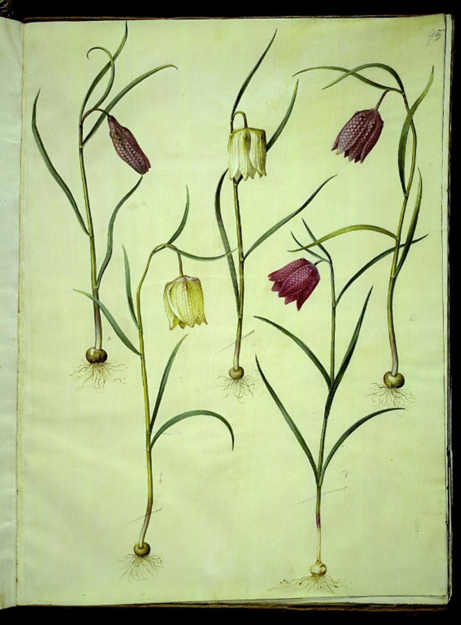 Fritillaria meleagris (ortak vibe yumurtası) by Hans Simon Holtzbecker