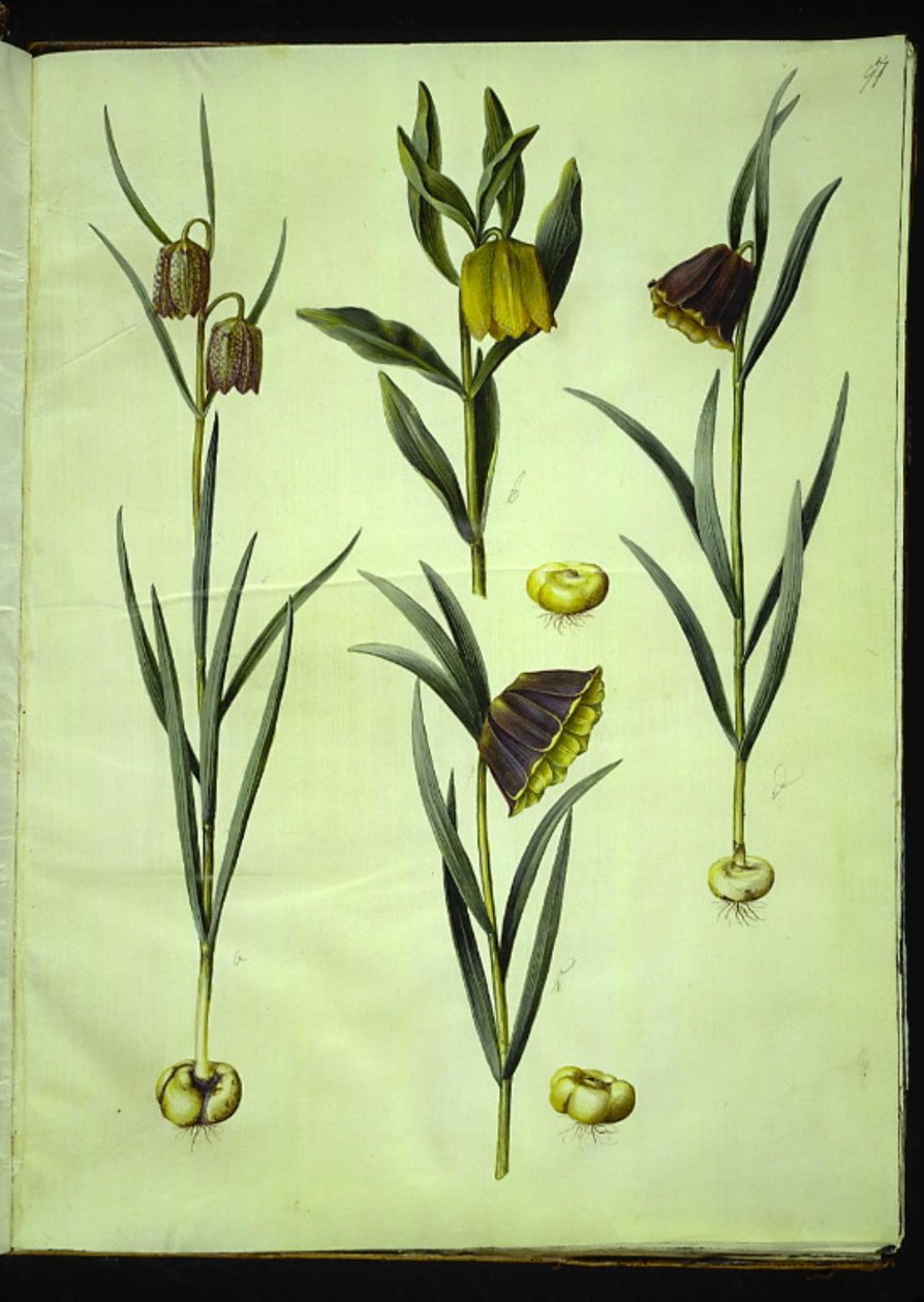 Fritillaria meleagris (ortak vibe yumurtası); Fritillaria aurea veya Fritillaria tubiformis & moggridgei (vibeæg); Fritillaria montana by Hans Simon Holtzbecker