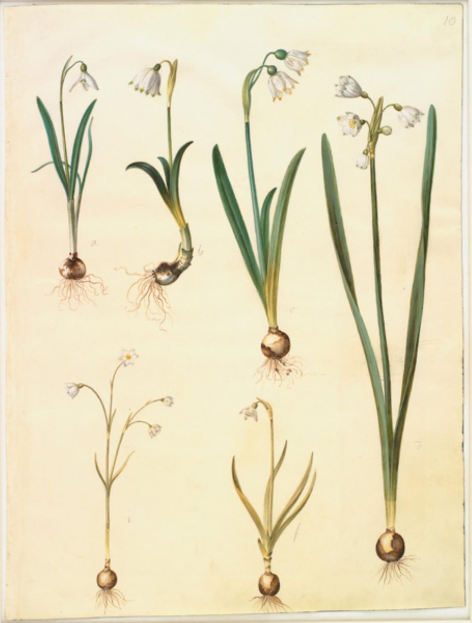 Galanthus nivalis (ortak kardelen); Leucojum vernum (dorotealilje); Leucojum aestivum (yaz beyaz erik); Leucojum Autumnale (sonbahar beyaz erik) by Hans Simon Holtzbecker
