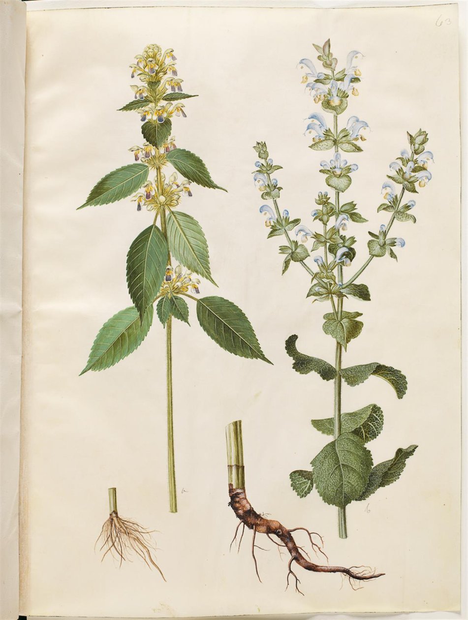 Galeopsis speciosa (kenevir-hamamböceği); Salvia sclarea (alacalı adaçayı) by Hans Simon Holtzbecker