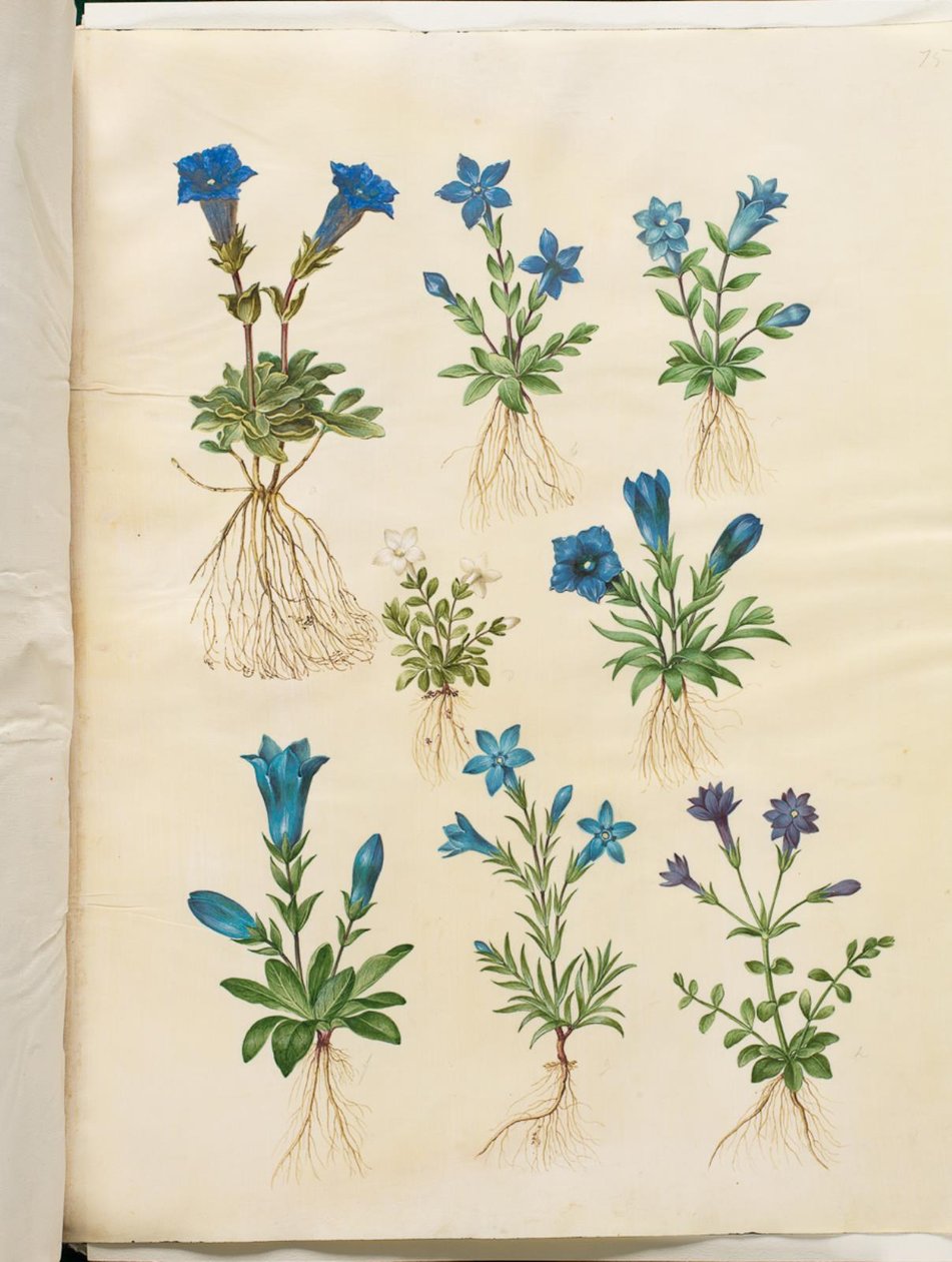 Gentiana acaulis (sapsız centiyana); Gentiana verna (bahar centiyana); Gentiana acaulis (sapsız centiyana); Gentiana (centian türü) by Hans Simon Holtzbecker