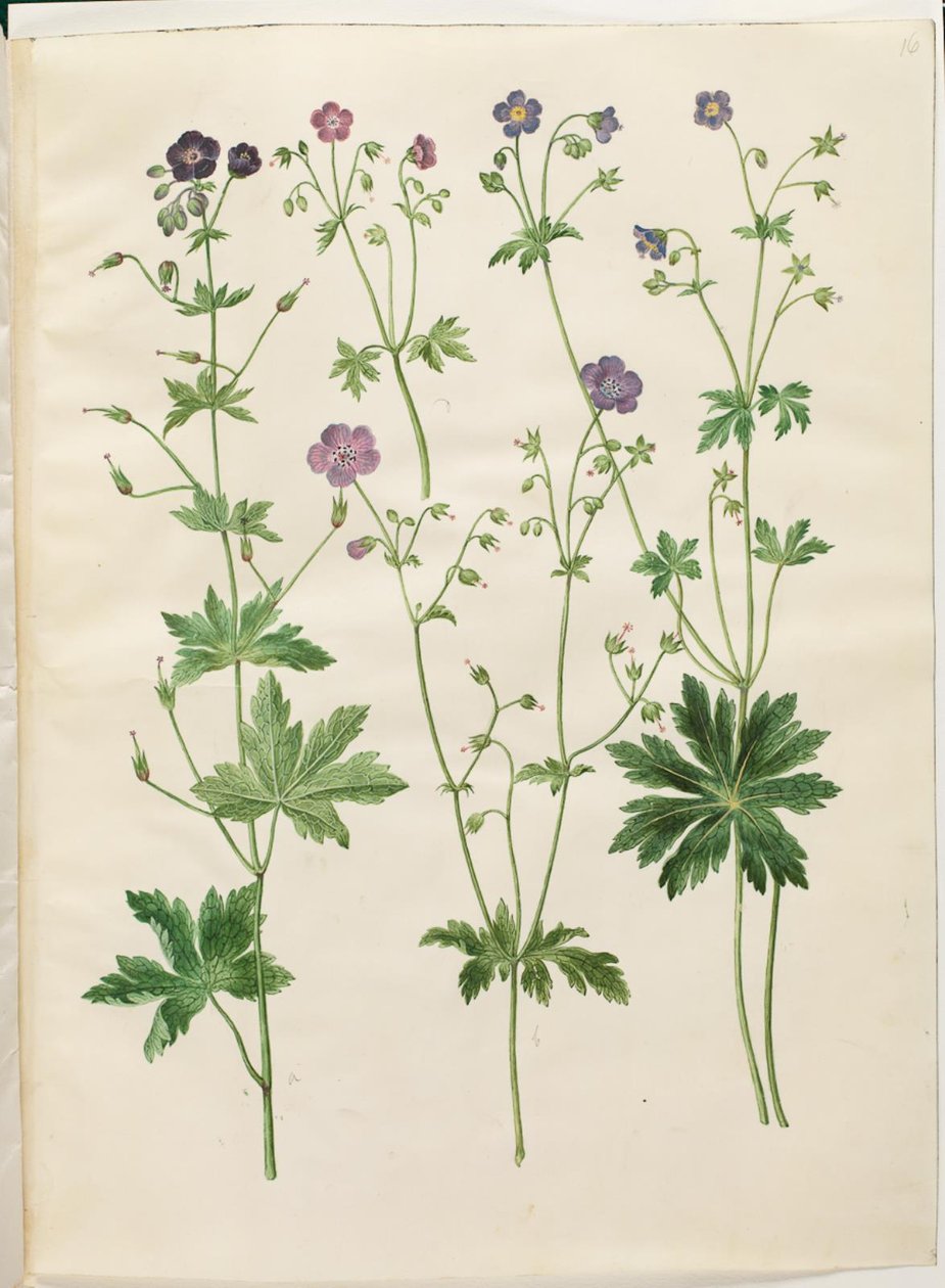 Sardunya phaeum (dalgalı leylek gagası); Sardunya sylvaticum (orman leylek gagası) by Hans Simon Holtzbecker
